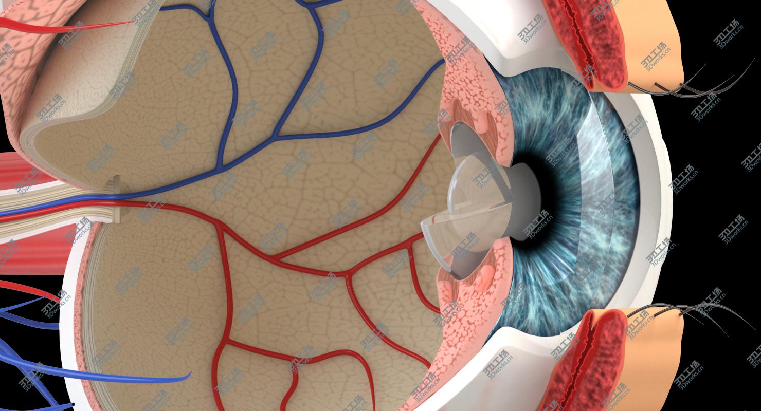 images/goods_img/2021040161/Eye Anatomy Section model/5.jpg